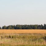 2008-09-06-parskoe-11