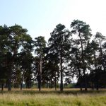 2008-09-06-parskoe-12